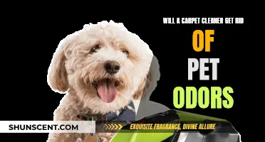Banish Pet Odors: The Power of Professional Carpet Cleaning