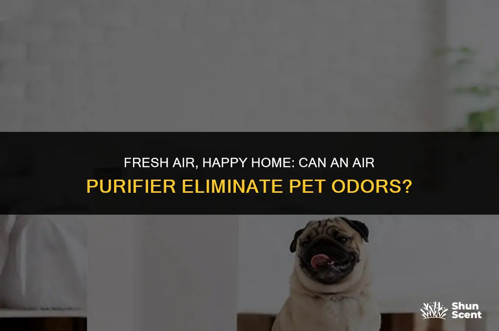 will an air purifier get rid of pet odors