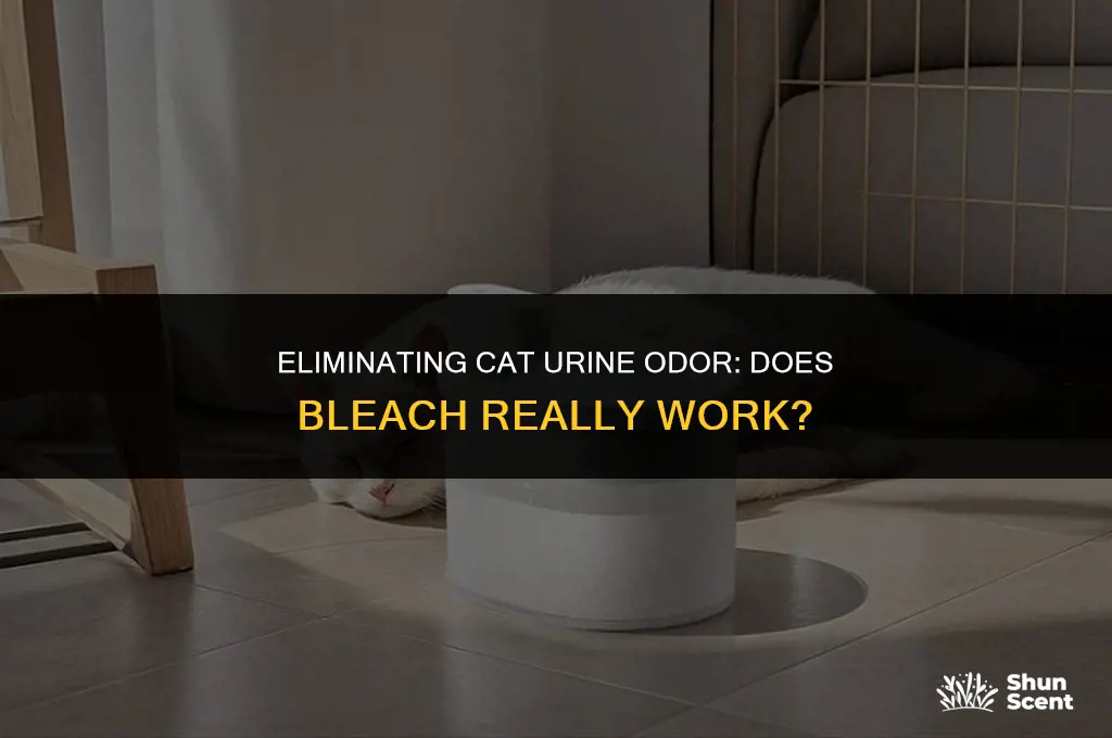 will bleach get rid of cat urine odor