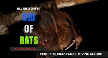 Natural Remedies for Bat Removal: Does Bleach Odor Work?