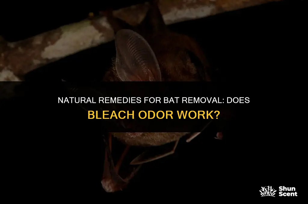 will bleach odor get rid of bats