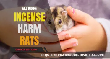Incense and Rats: Is It Safe?