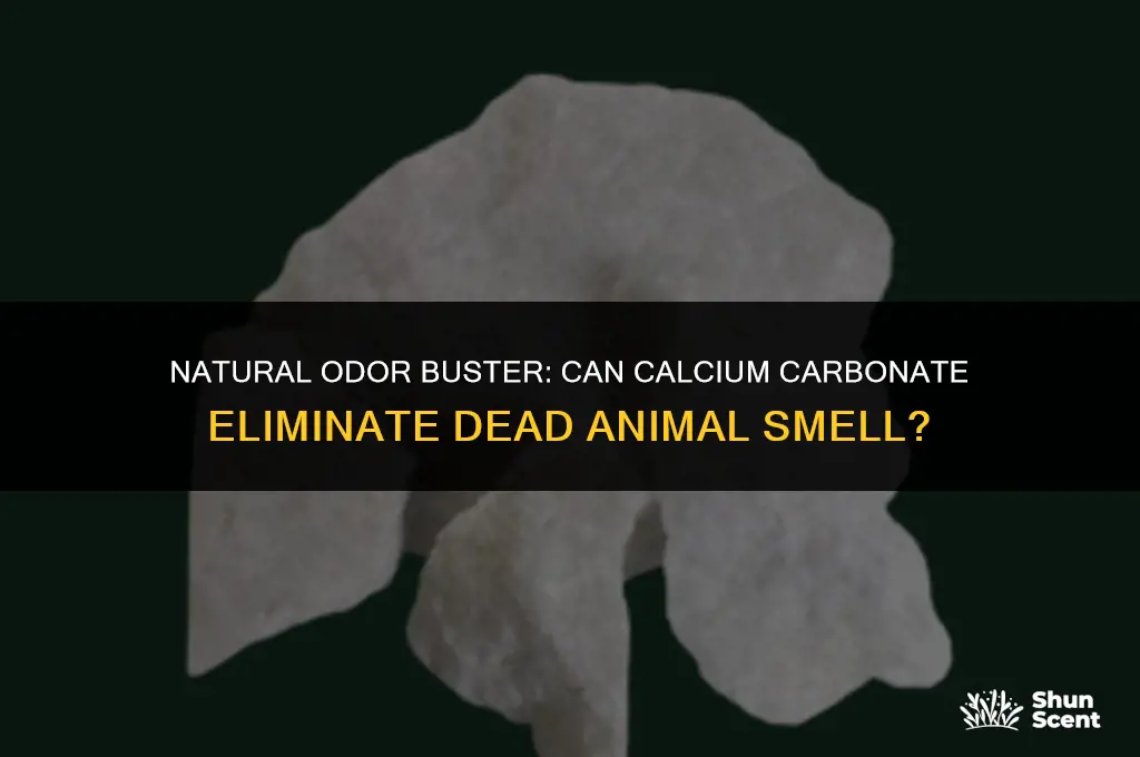 will calcium carbonate get rid of dead animal odor