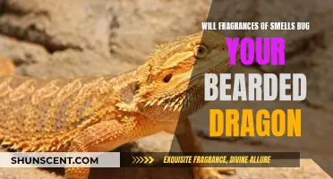 Bearded Dragons and Scents: What's the Harm?