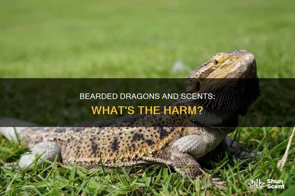 will fragrances of smells bug your bearded dragon