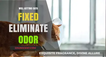 Will Getting Your Cats Fixed Eliminate Odor?