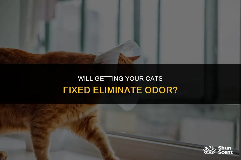 will getting cats fixed eliminate odor