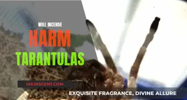 Incense and Tarantulas: A Safe Combination?