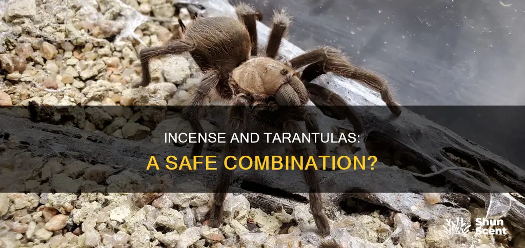 will incense harm tarantulas
