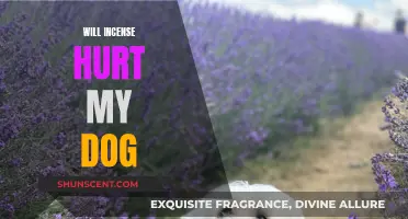 Incense and Dogs: What Pet Owners Should Know
