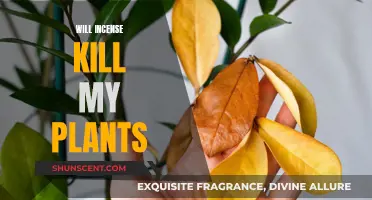Incense and Plants: Friends or Foes?