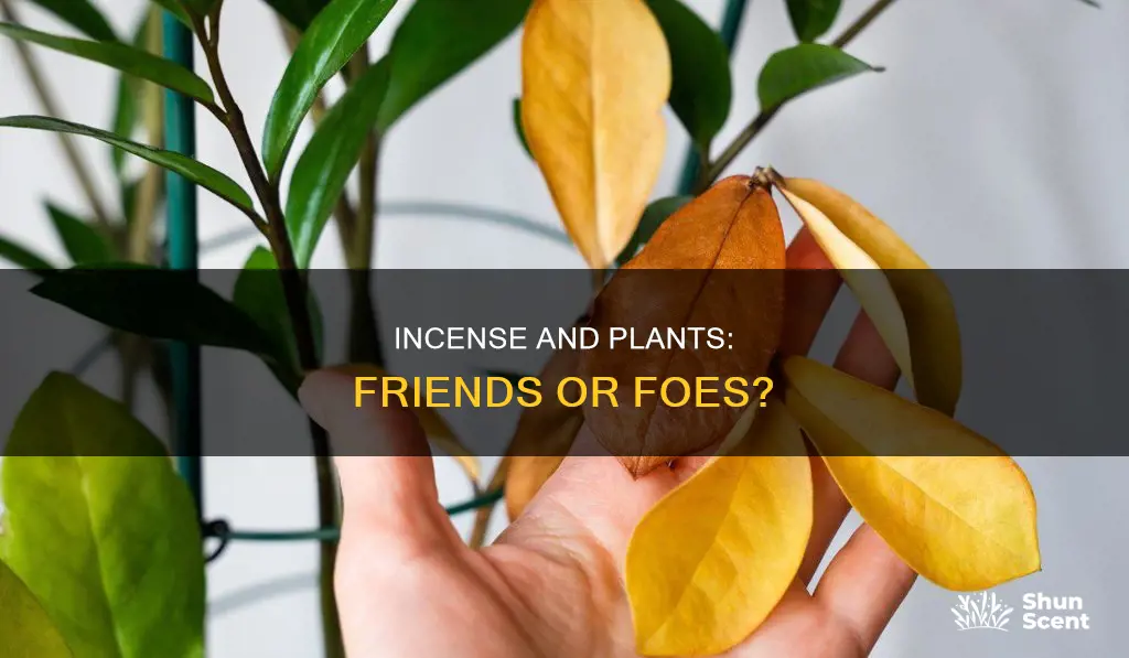 will incense kill my plants