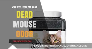 Eliminating Dead Mouse Odor: The Kitty Litter Solution