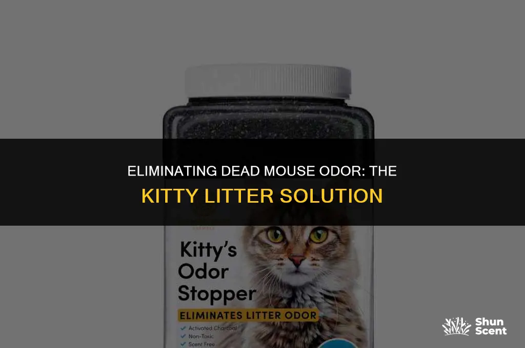 will kitty litter get rid of dead mouse odor