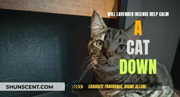 Lavender Incense: A Calming Remedy for Cats?