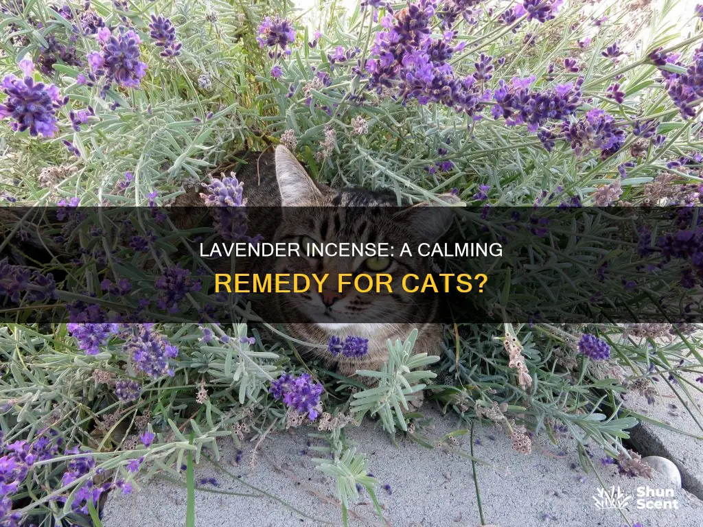 will lavender incense help calm a cat down