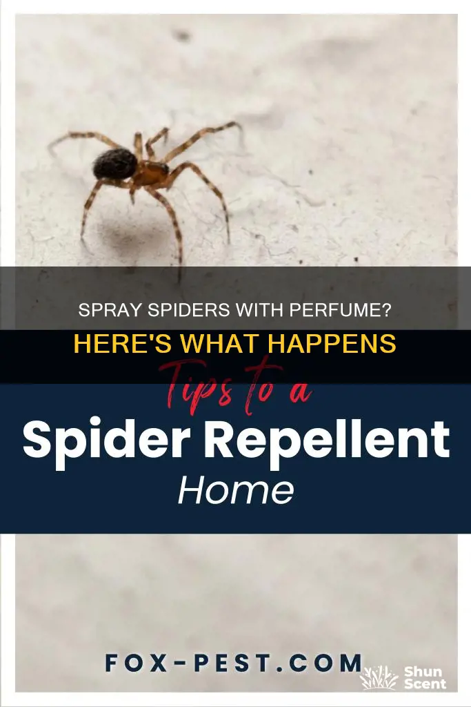 will perfume kill a spider