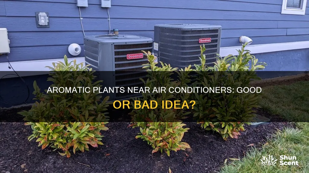 will plant around my air conditioner drawb8n aromas