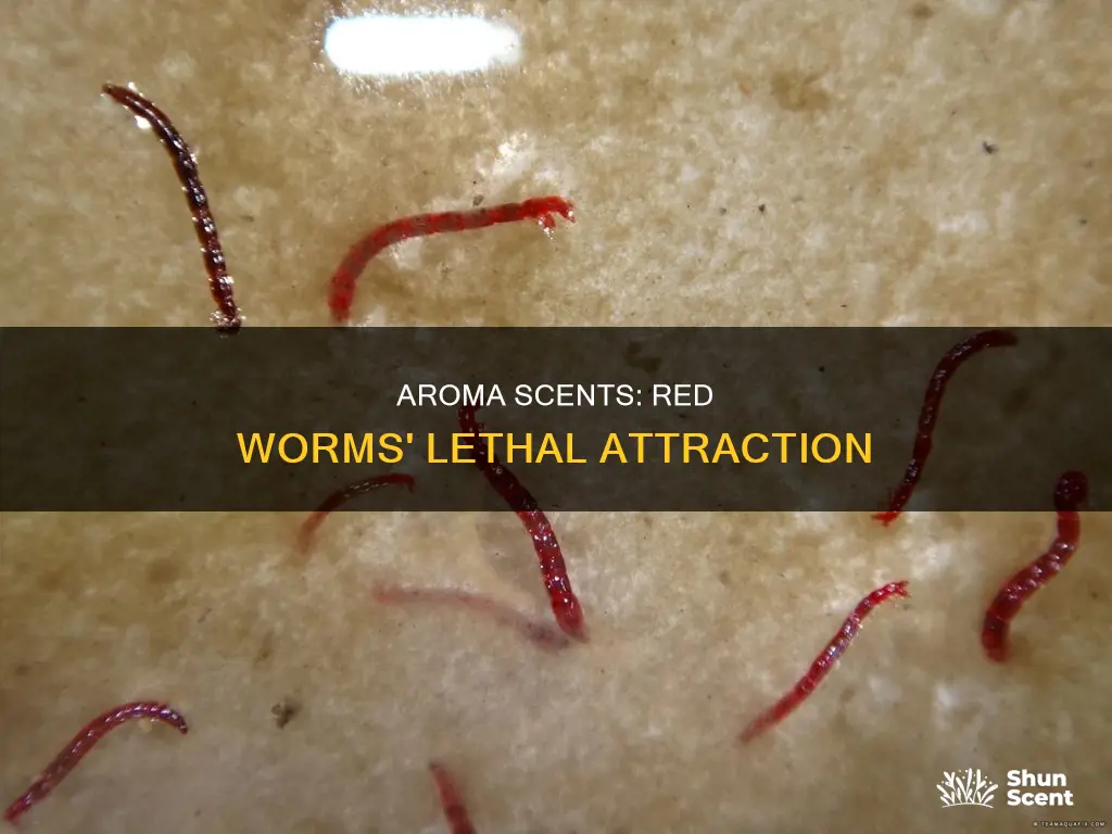 will smell of aroma kill red worms