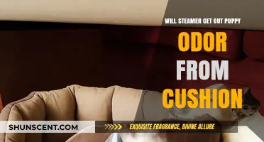 Effective Ways to Remove Puppy Odor from Cushions Using a Steamer