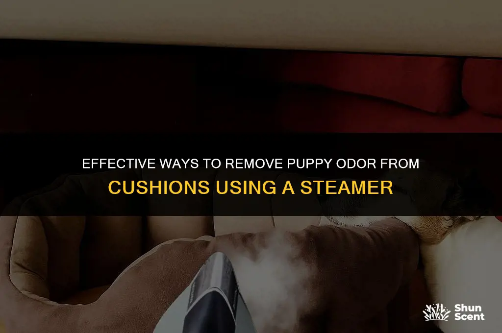 will steamer get out puppy odor from cushion