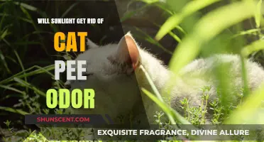 Sunlight's Power: A Natural Remedy for Cat Pee Odor