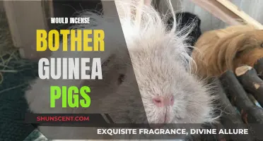 Incense and Guinea Pigs: What's the Harm?