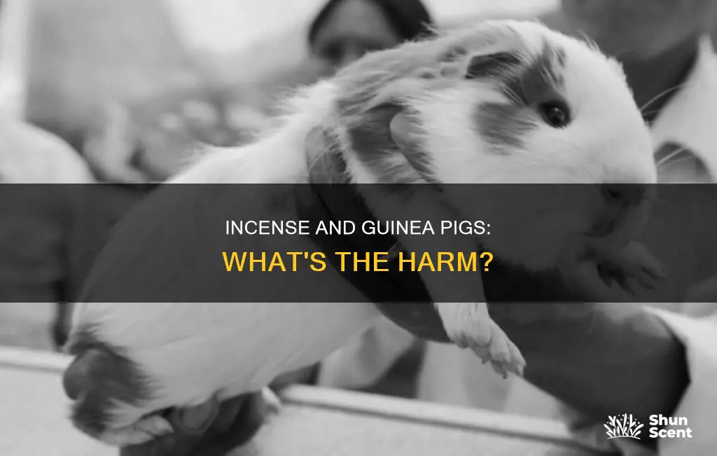 would incense bother guinea pigs